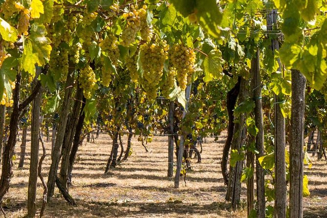 Vesuvius & Vineyard Select From Sorrento - Hike to the Craters Edge