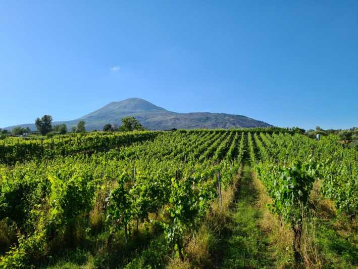 Vesuvius - Wine Tasting From Salerno | Ideal for Cruisers - Departure Details