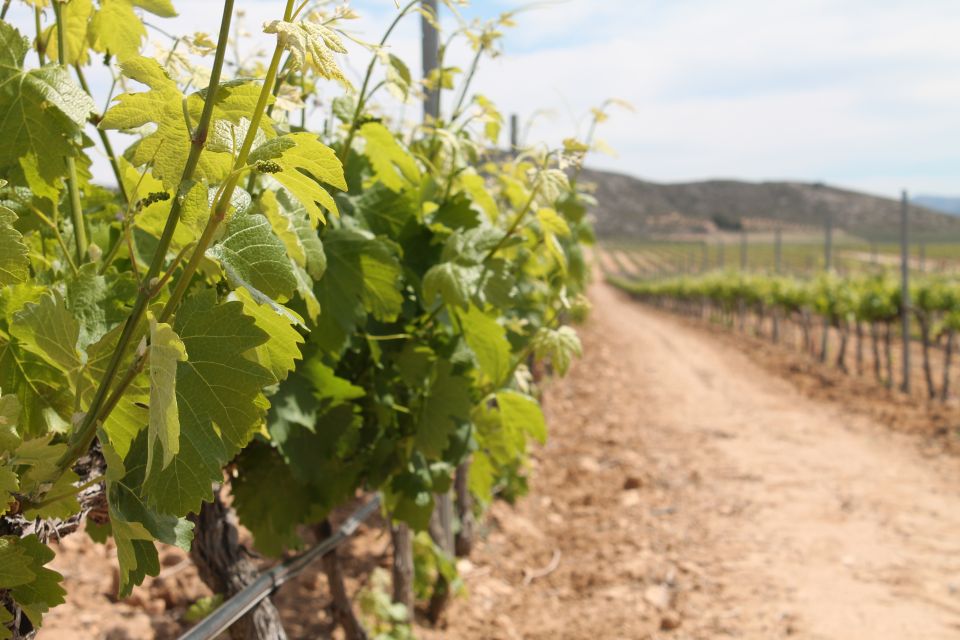 Vineyards of Alicante: Wine Tasting Tour - Inclusions