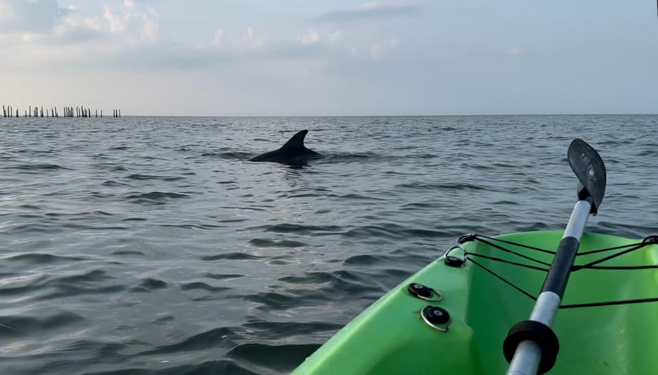 Virginia Beach: Dolphin Watching Guided Kayaking Tour - Tour Details