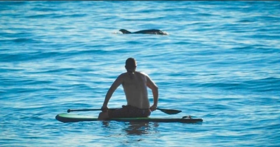 Virginia Beach: Private SUP Ocean Dolphin Adventure - Exploring Rudee Inlet