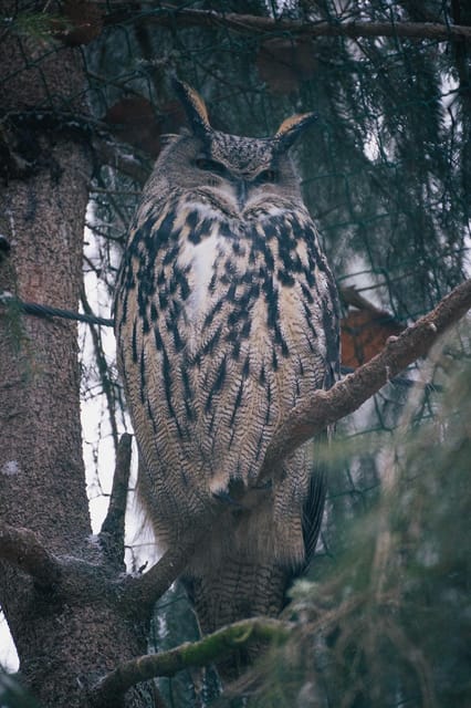 Visit Ranua Zoo With Photographer - Inclusions of the Experience