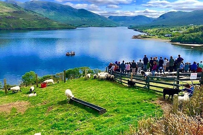 Visit Traditional Working Sheep Farm & Sheepdog Demo. Galway. Guided. 1 ½ Hours. - Meeting Point & Accessibility