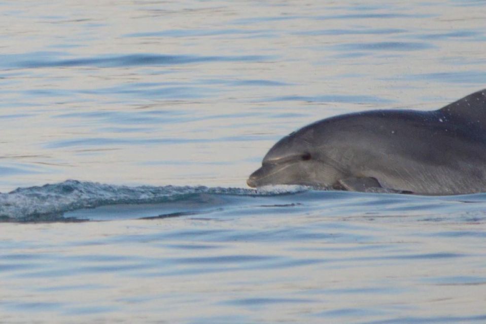 Vrsar: Dolphin Watching Boat Tour Including Drinks - Boat and Crew Details