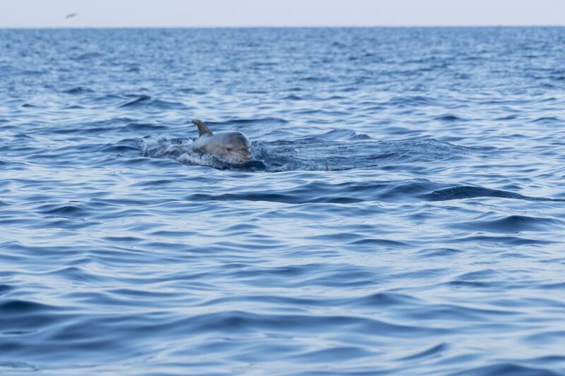 Vrsar: Dolphin-Watching Sunset Adventure With Speedboat - Guarantee and Experience Highlights