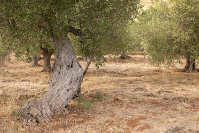 Walk Through the Olive Groves With Tasting - Experience Highlights