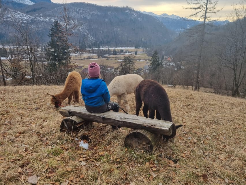 Walking With Alpacas - Domaćija LončNar - Bohinj - Whats Included