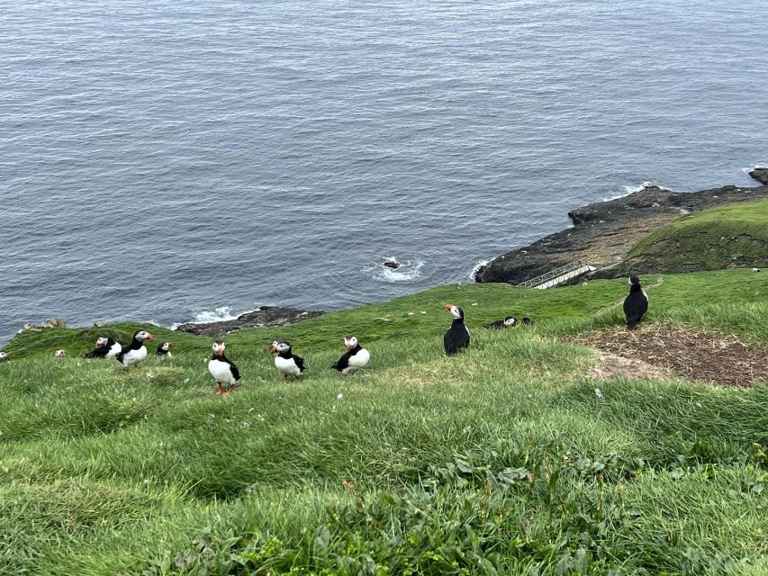 Westman Islands Private Tour - Itinerary Highlights