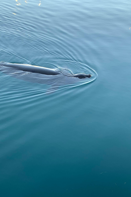 Whale Sail Charter - Capacity and Suitability