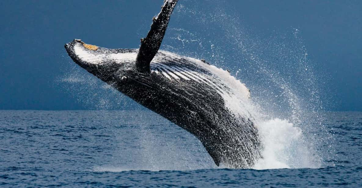 Whale Watching Hermanus Instagram, Group Tour From Cape Town - Pricing and Booking Information