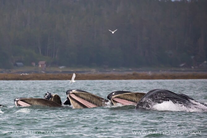 Whale-Watching, Icy Point, Hoonah , Whales, Orca, Killer-Whales. - Pickup and Meeting Details