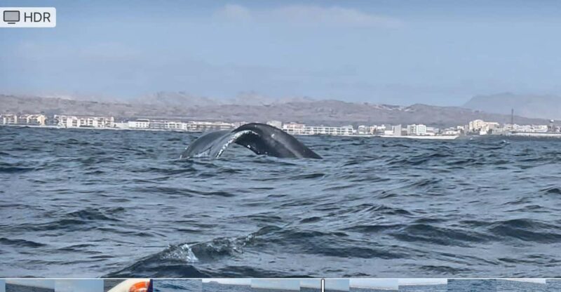 Whale Watching Tour SEASONAL - Transportation and Pickup