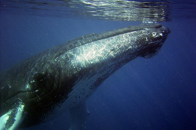 Whales Watching Mirissa - Educational Experience