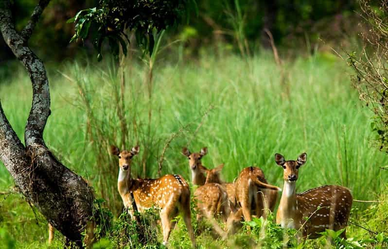 Wilderness Wonders: Private 3-Day Chitwan Safari Tour - Wildlife Encounters