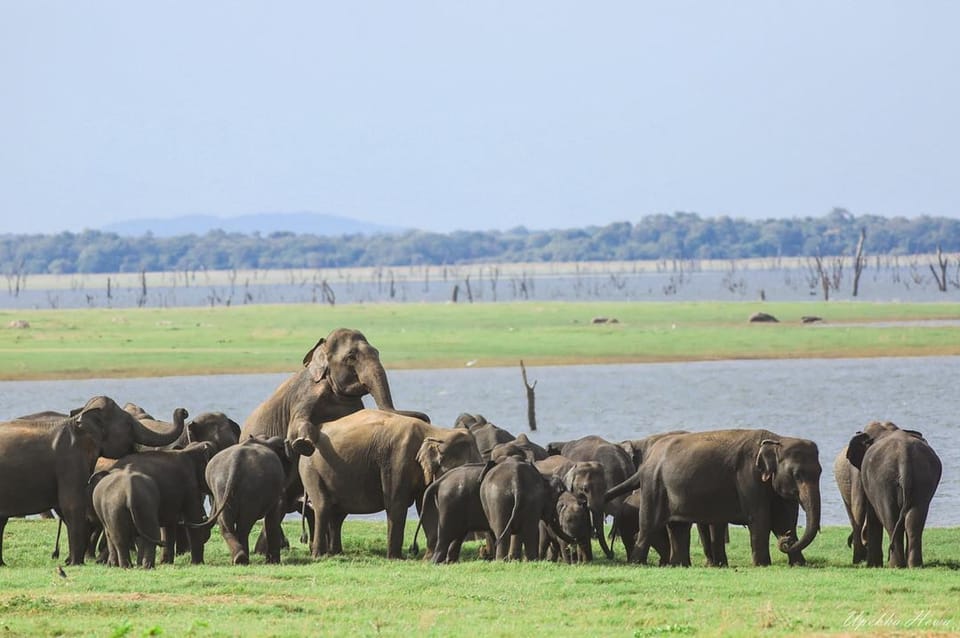 Wildlife Safari to Kaudulla National Park - Experienced and Knowledgeable Guides