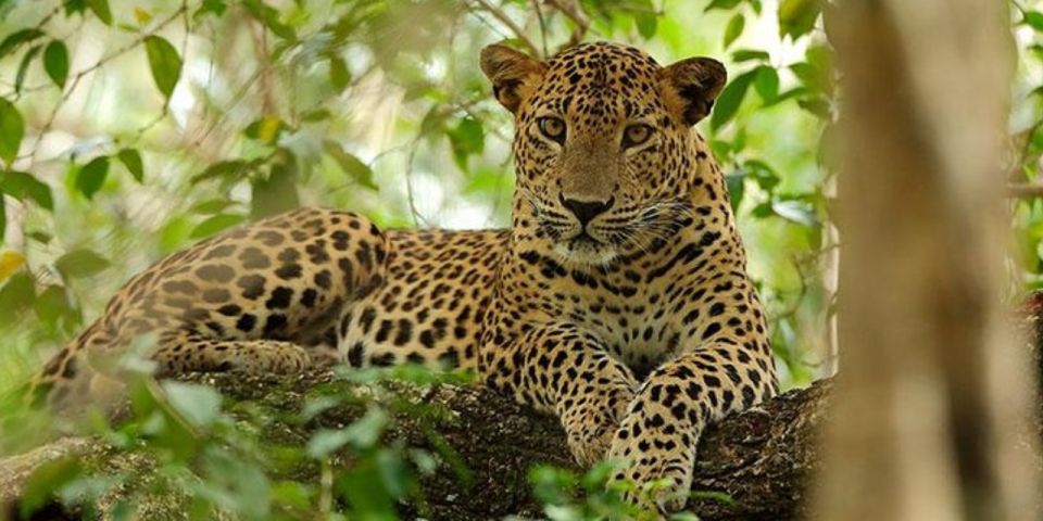 Wilpattu Wildlife Adventure: Day Safari With Picnic Meals - Itinerary