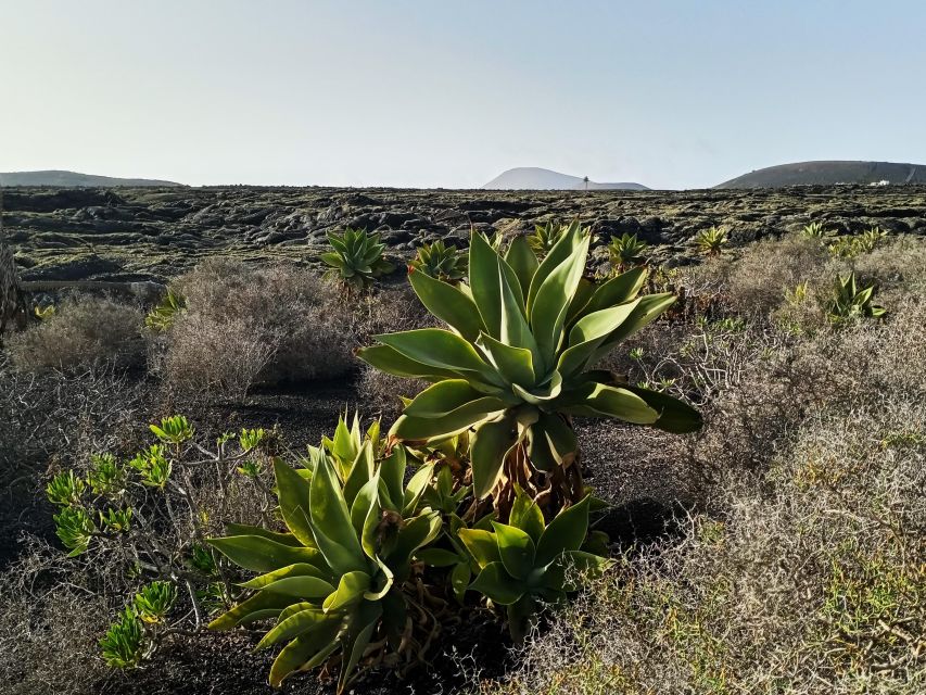 Wine Tour Discovering the Origins of Vineyards in Lanzarote - Highlights of the Experience