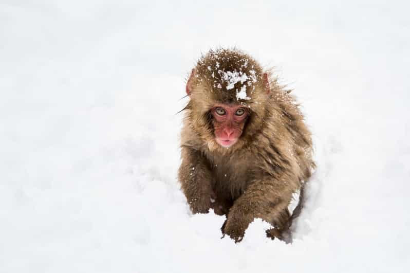 Winter Only From Nozawa Onsen: Snow Monkeys, Zenko-ji & Sake - Zenko-ji Temple Exploration