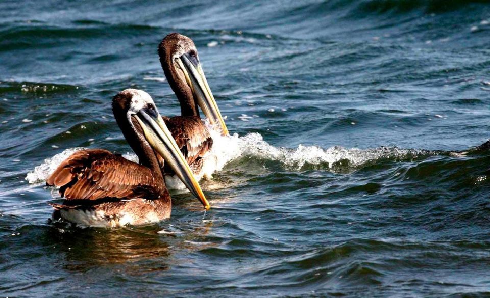 Wonders of Paracas: Ballestas Islands and National Reserve - Wildlife at Ballestas Islands