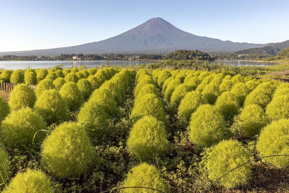 World Heritage! Fuji, Niikura-Sengen Shrine, Oshino-Hachikai - Transportation and Inclusions