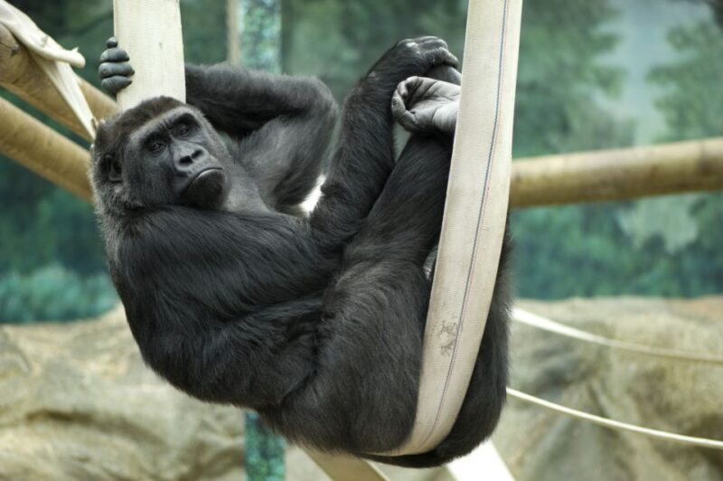 Wroclaw: Zoo With Private Transport and Tickets - Accessibility Options
