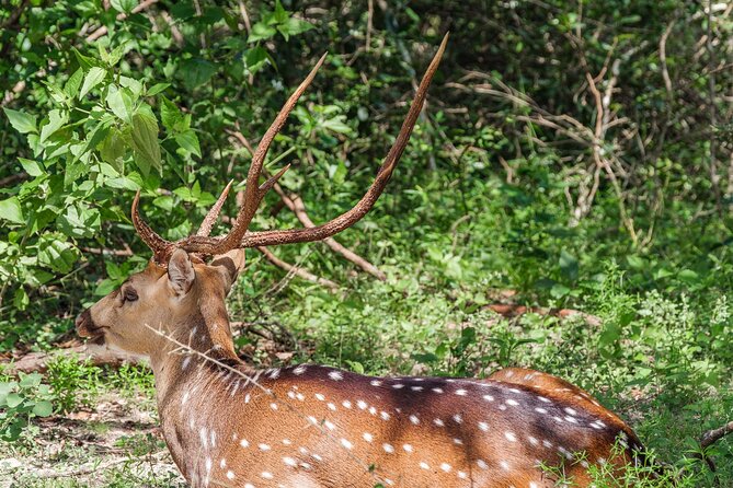 Yala National Park Private Safari - Customer Reviews and Feedback
