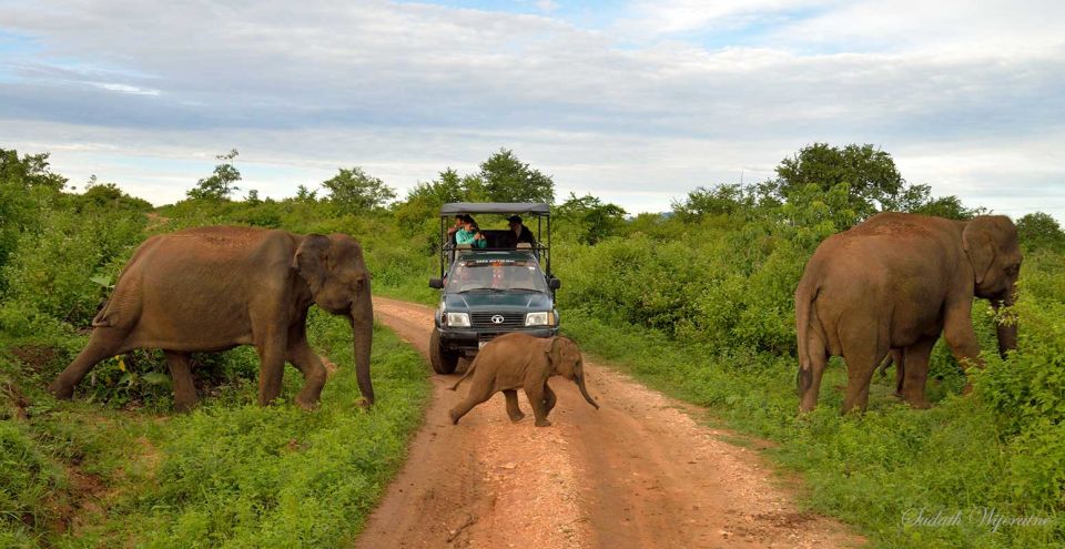 Yala National Park: Private Safari Day Trip With Lunch - Safari Options