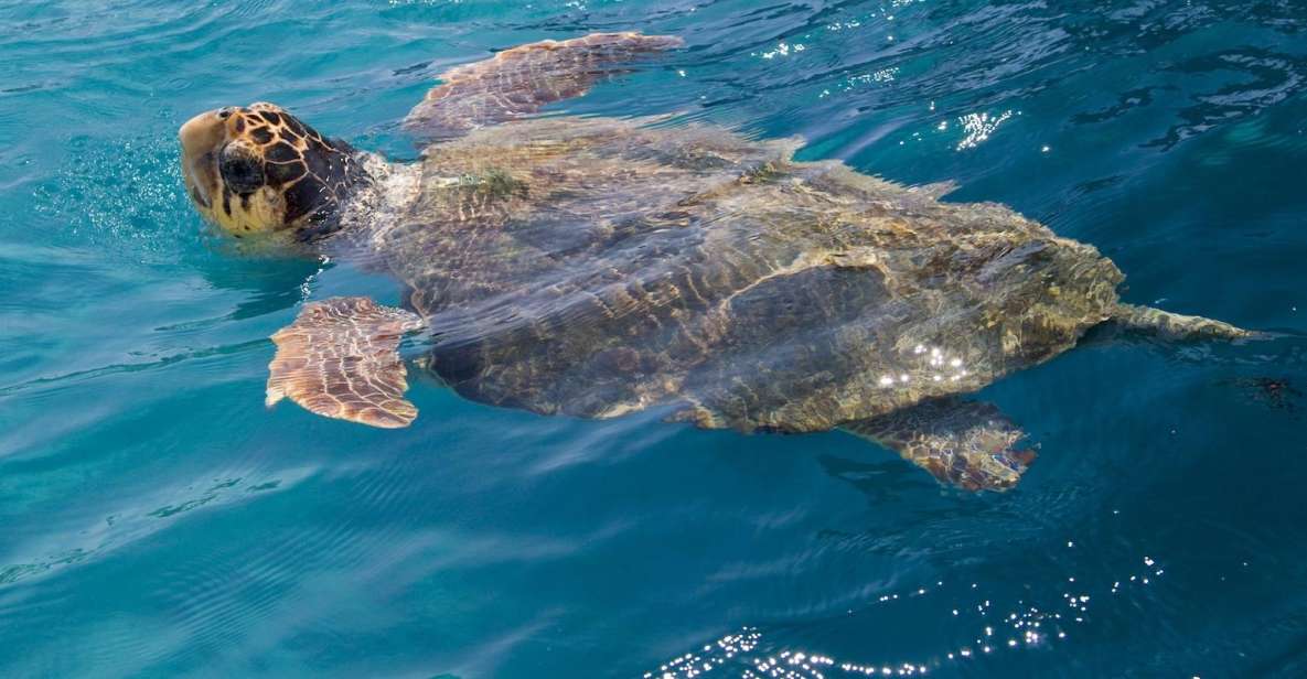 Zakynthos: Turtle Spotting Cruise on a Glass-Bottom Boat - Pickup and Drop-off Locations