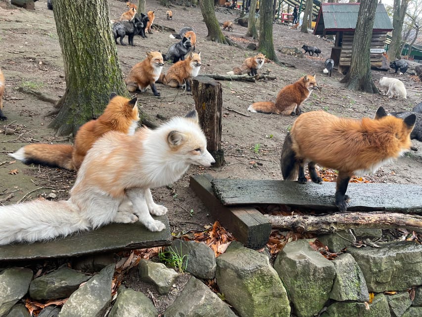 Zao Fox Village 1DAY Bus Tour With Strawberry Picking - Important Information