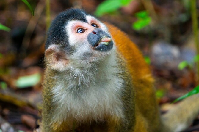 4-Days Family Tour With Visit to Cano Island and Corcovado - Overview of the Tour