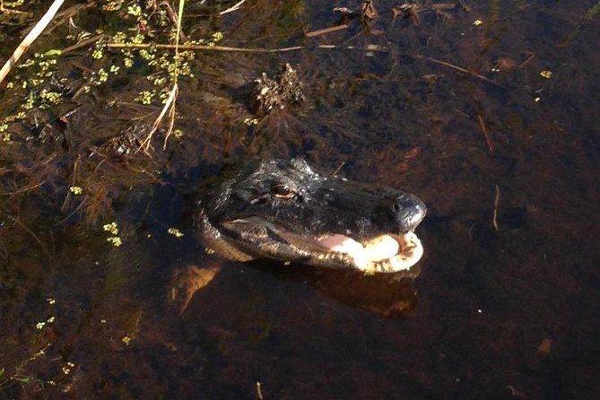 1-Hour Evening Airboat Ride - Customer Experiences and Feedback