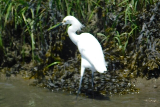 2-Hour Sunset Safari Eco Cruise From Cape May - Customer Experiences and Reviews