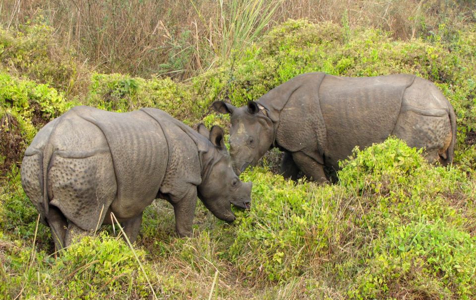 2 Night 3 Days Chitwan Jungle Safari Tour (Full Board) - Transportation Details