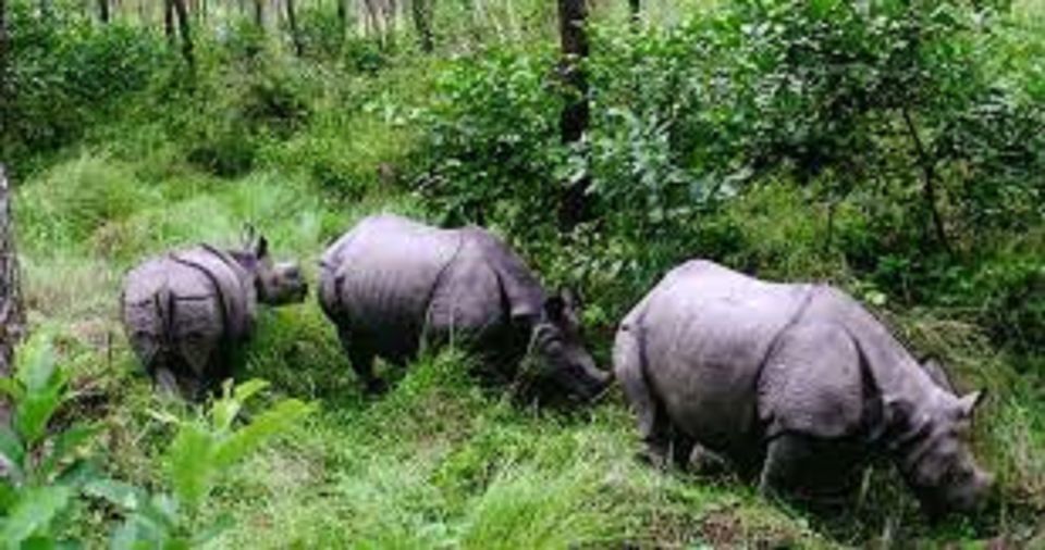 2 Night 3 Days Chitwan National Park Tour From Kathmandu - Cultural Experiences in Chitwan