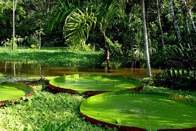 3-Day Amazon Jungle Tour at Eco Amazonia Lodge ECOLOGICO - Transportation and Fees