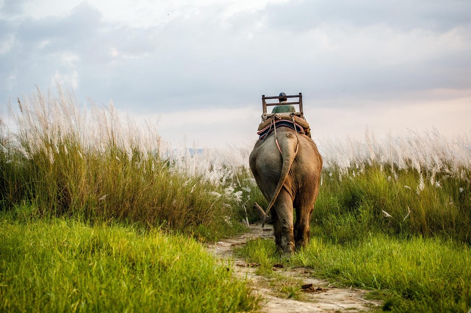 3-Day Chitwan National Park Jungle Safari Tour Kathmandu: - Wildlife Viewing Opportunities