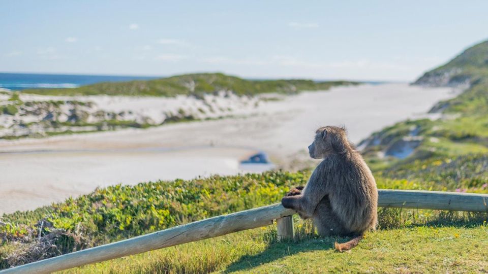 3-Day Private Tour: Good Hope Table Mountain & Robben Island - Inclusions and Important Information