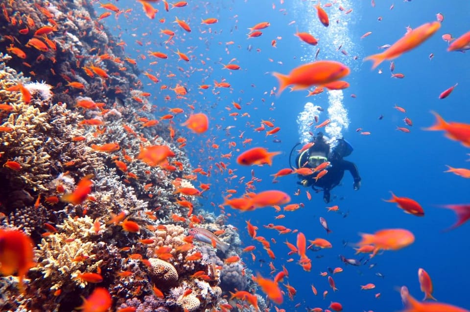 3 Fun Dives for Certified King Cruiser Wreck and Koh Dok Mai - Dive Locations