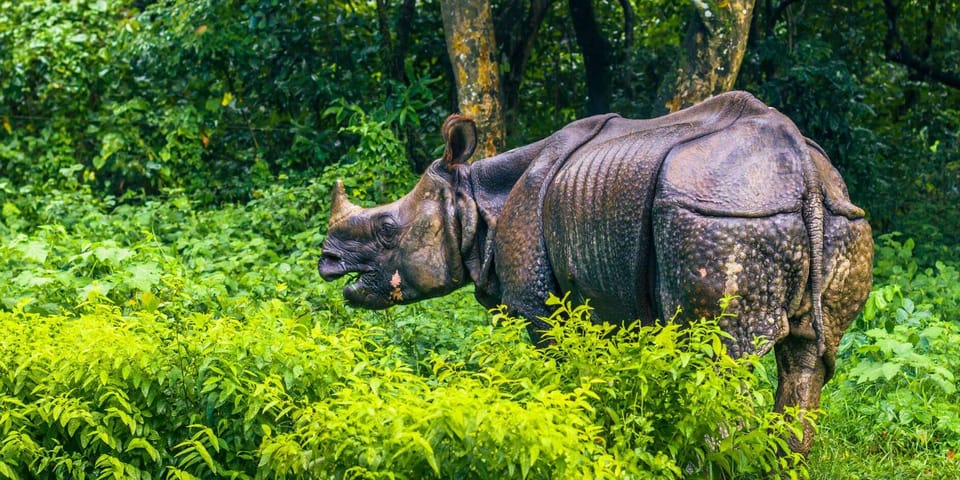 3 Nights Chitwan Adventure With 1 Night Jungle Tower Stay - Cultural Immersion Experience