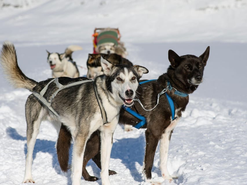 4hr Dog Sledding Trip on Finnmarksvidda - Inclusions and Amenities