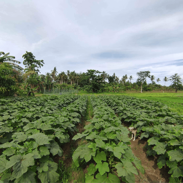 5-Hours Farmstay Experience - Farm-to-Table Cooking Class