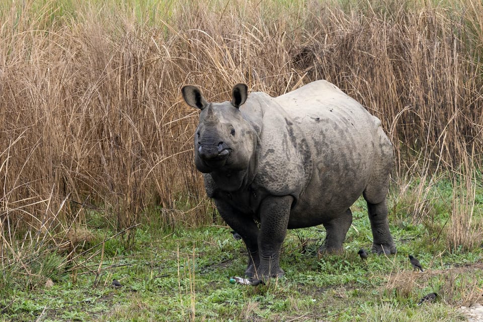 6 Days Nepal Tour With Chitwan National Park - Inclusions and Benefits