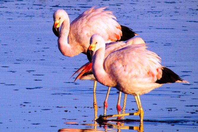 8-Hours Tour in Arequipa Laguna De Salinas With Pick-Up - Scenic Views of Laguna De Salinas