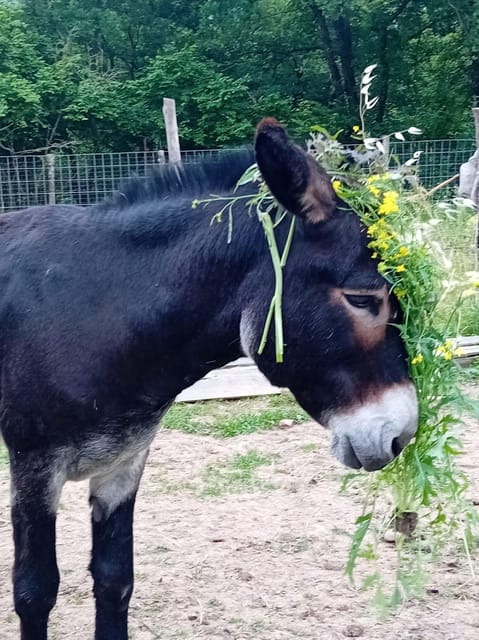 A Day in a Biodynamic Farm for the Family - Important Guidelines