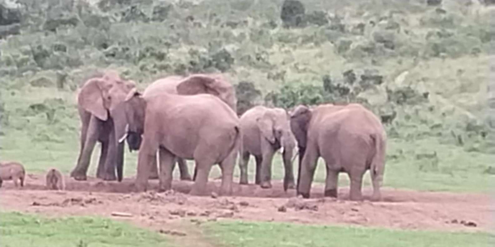 Addo Elephant Park: Full Day Safari / Shore Excursions - Inclusions and Exclusions