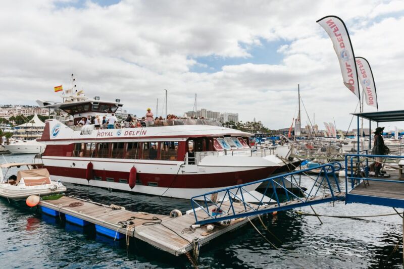 Adeje: Whale and Dolphin Watching With Lunch and Swimming - Marine Environment and Wildlife Viewing