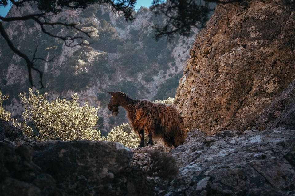 Agia Galini/Matala: Imbros Gorge & Frangokastelo Day Tour - Participant Information