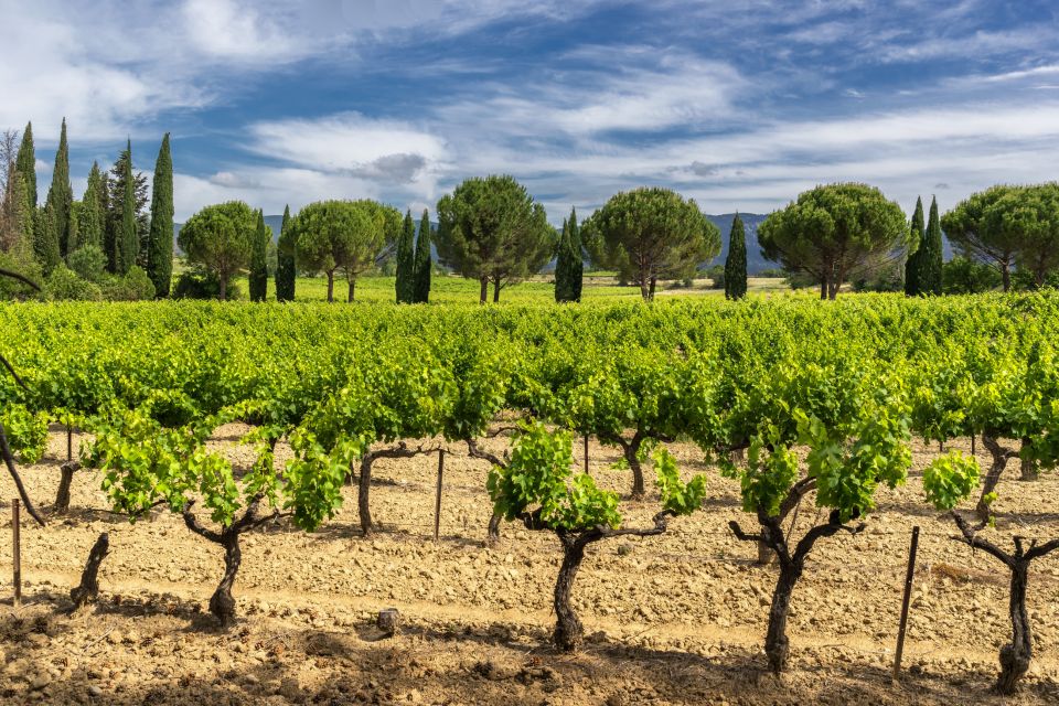 Aix-en-Provence: Half-Day Wine Tour - Customer Reviews