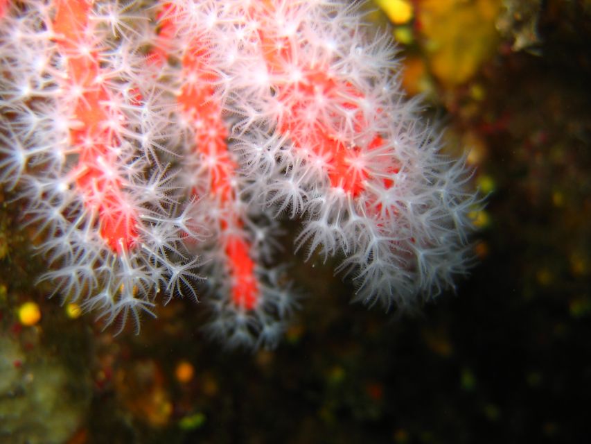 Ajaccio: Beginners Scuba Dive With Experienced Instructor - Safety and Equipment Briefing