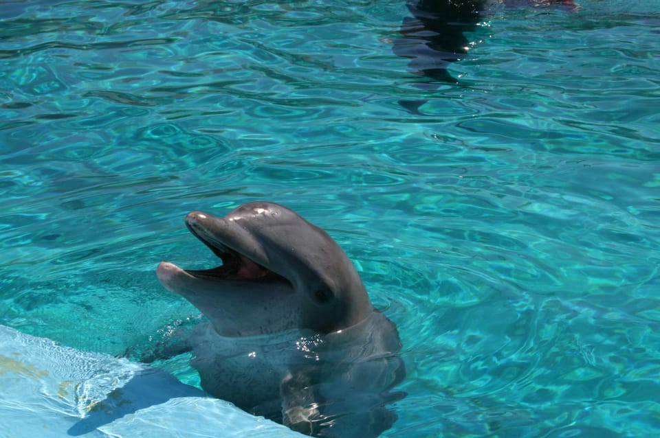 Alanya: Dolphin and Sea Lion Show at Sealanya Dolphin Park - Customer Reviews and Ratings